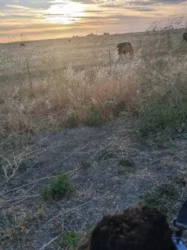Dog park
