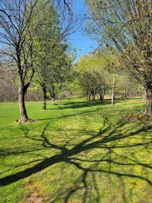 Walden Duck Pond