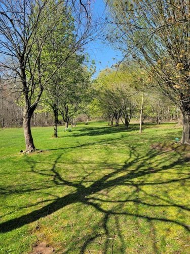 Walden Duck Pond