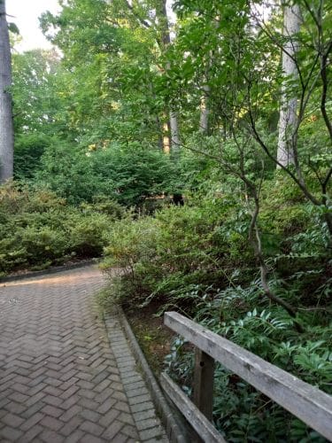 Walden Duck Pond