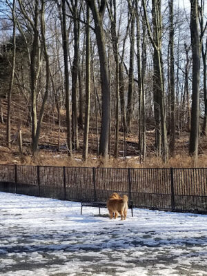 Van Saun Dog Park