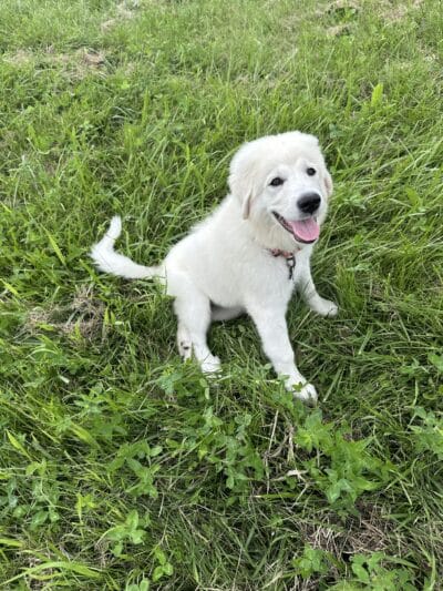 River Falls Dog Park - River Falls, WI