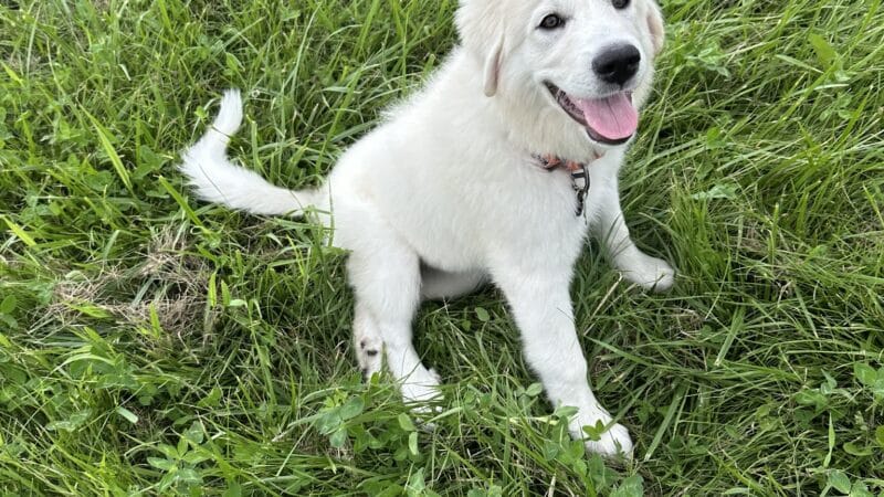 River Falls Dog Park - River Falls, WI
