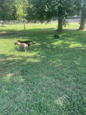 Waggertail Dog Park