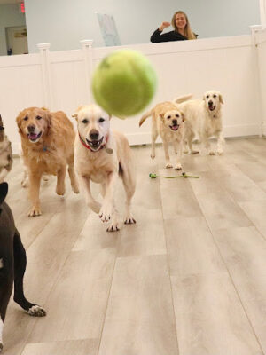 PAWS of Greenwich Canine Club