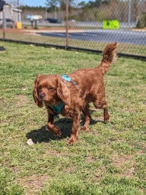 Halifax County Visitor Center Dog Run - Roanoke Rapids, NC