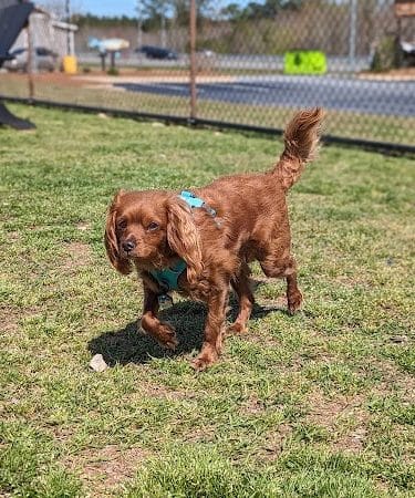 Halifax County Visitor Center Dog Run - Roanoke Rapids, NC
