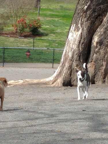 Highland Dog Park
