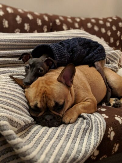 All American Pet Resorts Rochester Hills - Rochester Hills,
