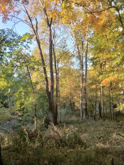 Avon Nature Area - Rochester Hills,