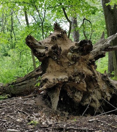 Avon Nature Area - Rochester Hills,