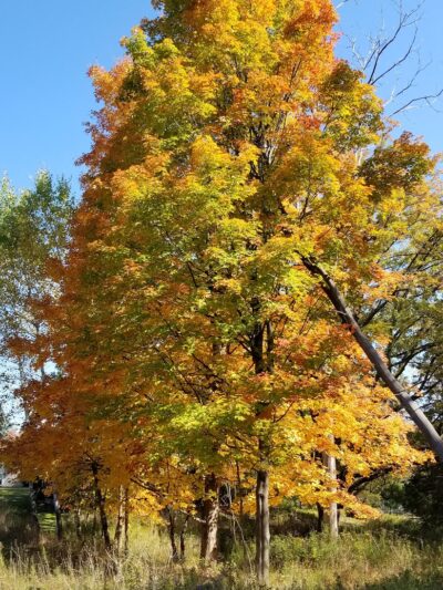 Avon Nature Area - Rochester Hills,