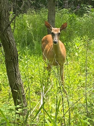 Highlands Sensory Trailhead - Rochester Hills,