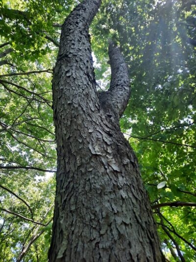 Highlands Sensory Trailhead - Rochester Hills,