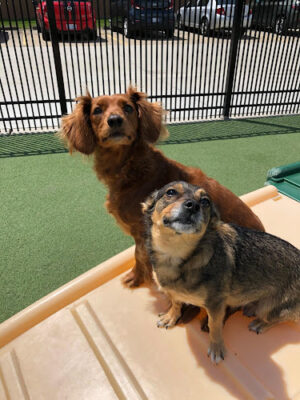 All American Pet Resorts Rochester Hills