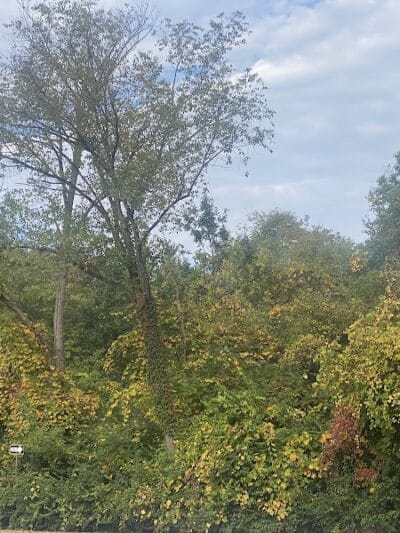 Spencer Park and Beach - Rochester Hills,