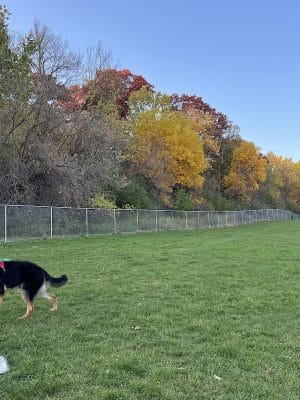 River Road Dog Park