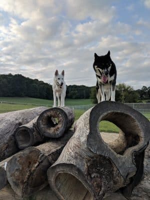 River Road Dog Park