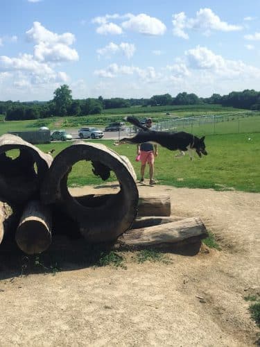 River Road Dog Park