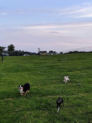 River Road Dog Park
