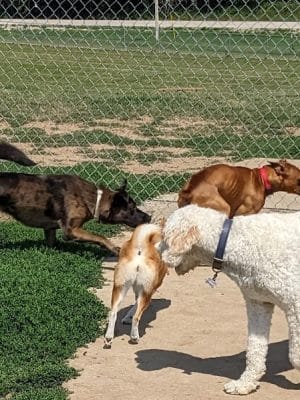 River Road Dog Park