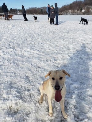 River Road Dog Park