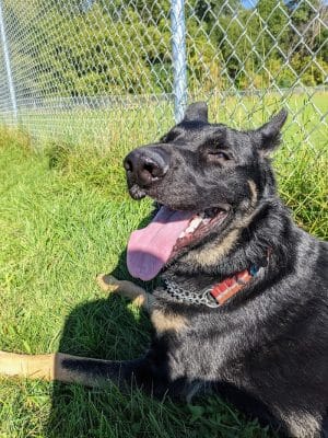River Road Dog Park
