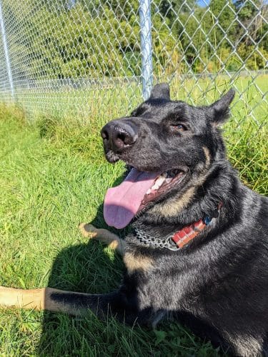 River Road Dog Park