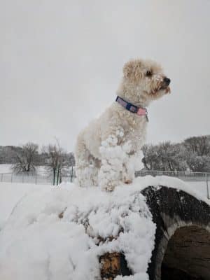 River Road Dog Park