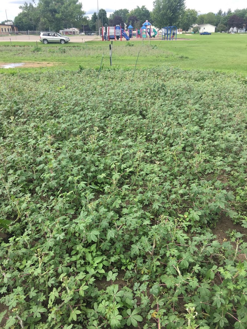 River Road Dog Park - Rochester, MN