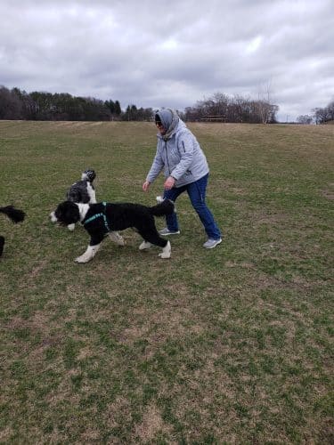 Rochester Dog Park - North