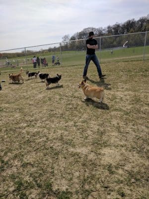 Rochester Dog Park - North - Rochester, MN