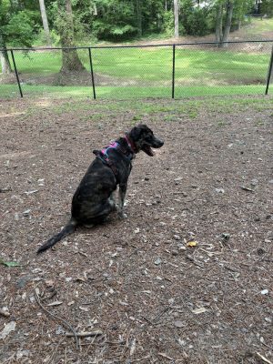 Spencer Park Dog Park