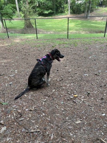 Spencer Park Dog Park