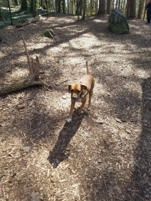 Spencer Park Dog Park