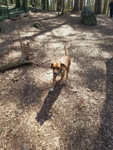 Spencer Park Dog Park