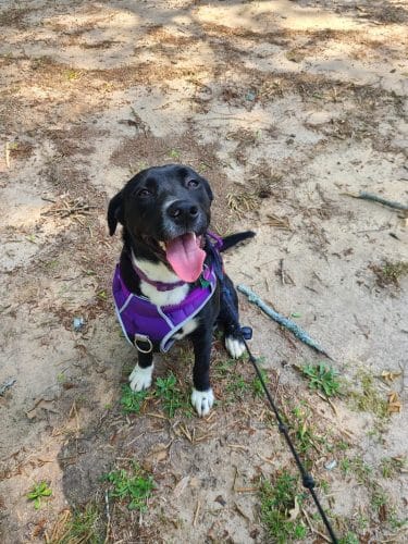 Spencer Park Dog Park