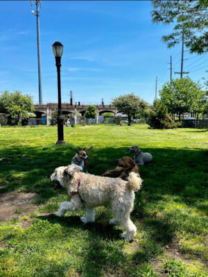 Tail Waggers Task Force