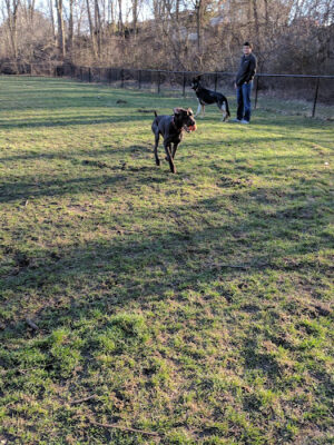 Rockford Dog Park
