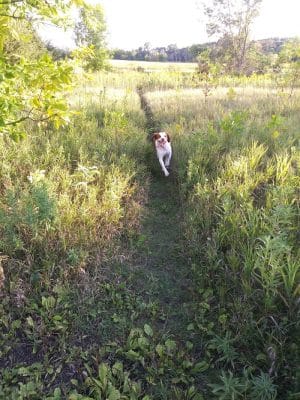 Lake Sarah Dog Park