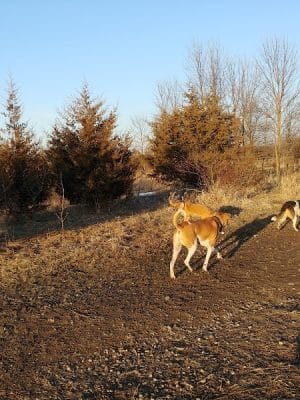 Lake Sarah Dog Park