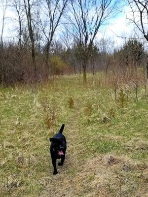 Lake Sarah Dog Park