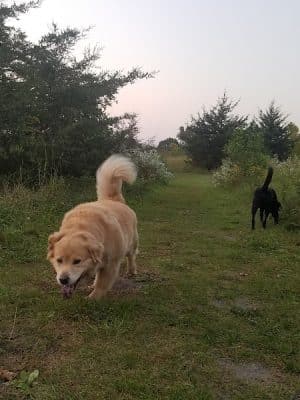 Lake Sarah Dog Park
