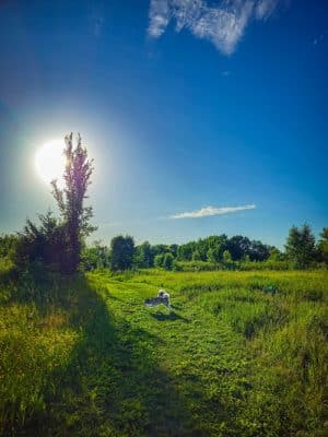 Lake Sarah Dog Park