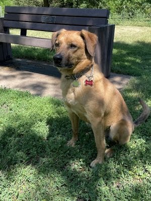 Lake Sarah Dog Park