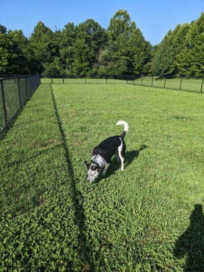 Rocky Mount Community Dog Park - Rocky Mount, VA