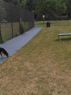 Elmer Johnson Park