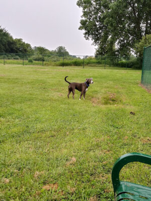 Oakbrook Dog Park