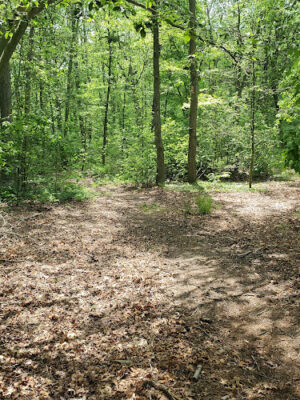 Roosevelt Preserve