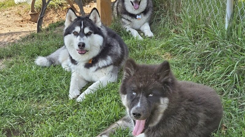 Lyon Township Dog Park - Roscommon, MI